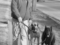 2 dogs