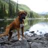 Off Leash Education