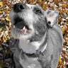 Excessive Barking
