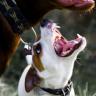 Aggression toward dogs