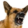 Aggression toward humans