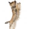 Jumping Up