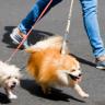 Pulls on Leash