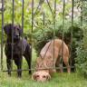 Running Out Doors or Gates