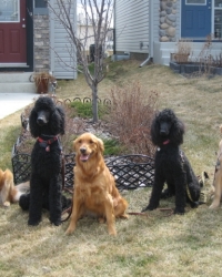 goldens-_amp_-poodles