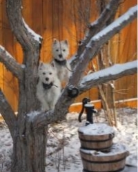 Double Trouble