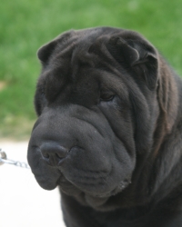 Sharp Shar Pei