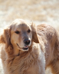 Molly (Princess)