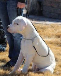Bo (Dogo)