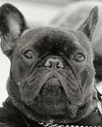Cooper