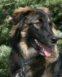 Boris