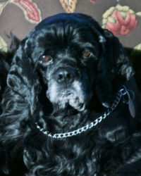Princess Millie