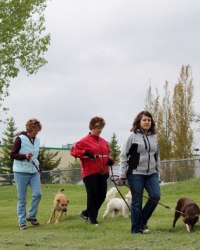 Pack Walk
