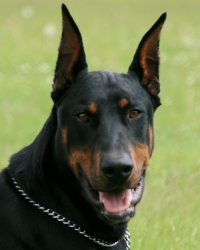 Handsome Me