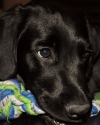 KOA