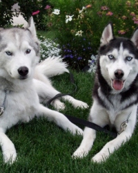 Blaiz & Taz