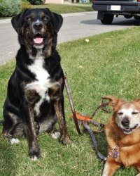 Bear & Shazzy