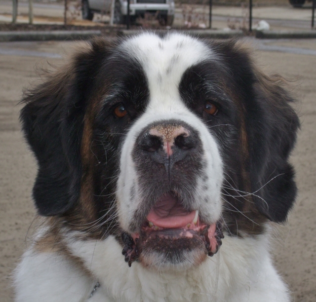 Bruno
