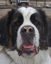 Bruno