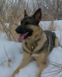 Eddie
