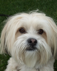 Pip