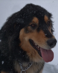 Fergus
