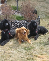 goldens-_amp_-poodles_2_