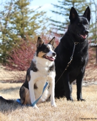 Sam & Bandit