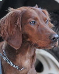 Rosie