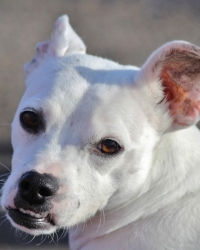Tucker