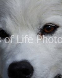 Scarlet Up Close