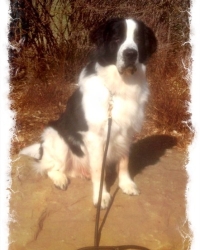 Mr Molson