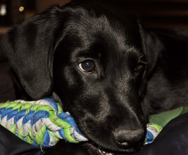 KOA