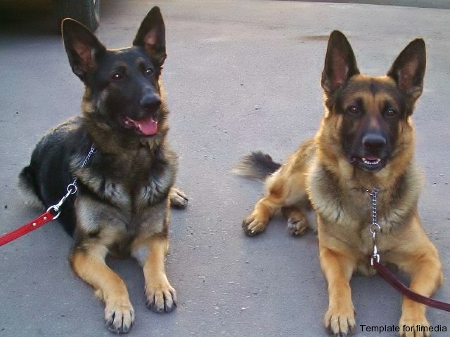 Molly & Nixon