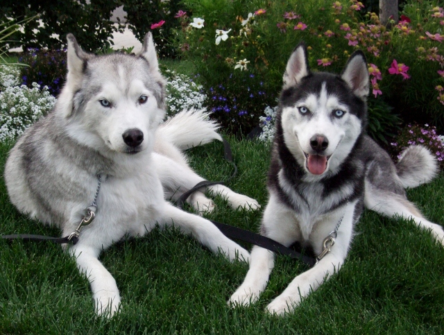 Blaiz & Taz
