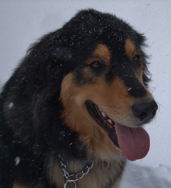 Fergus