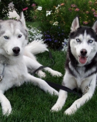 Blaiz & Taz