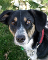 Taz