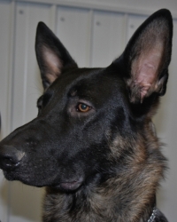 Tazer