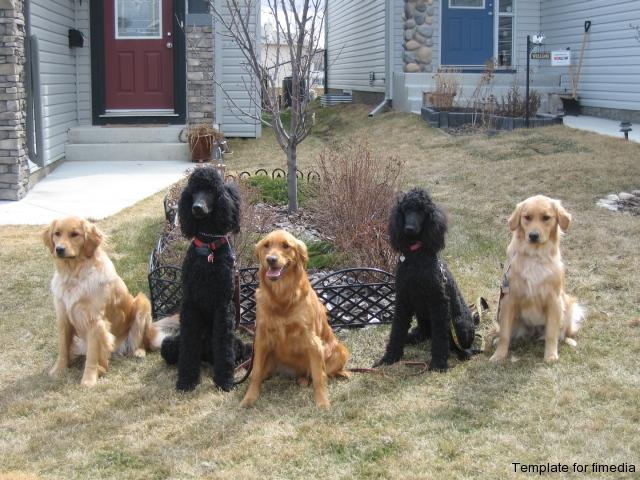 goldens-_amp_-poodles