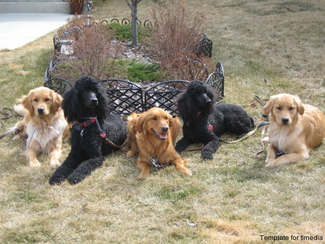 goldens-_amp_-poodles_2_
