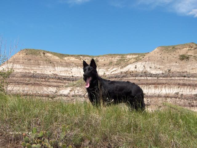 Loki