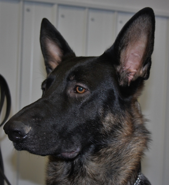 Tazer