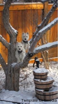 Double Trouble