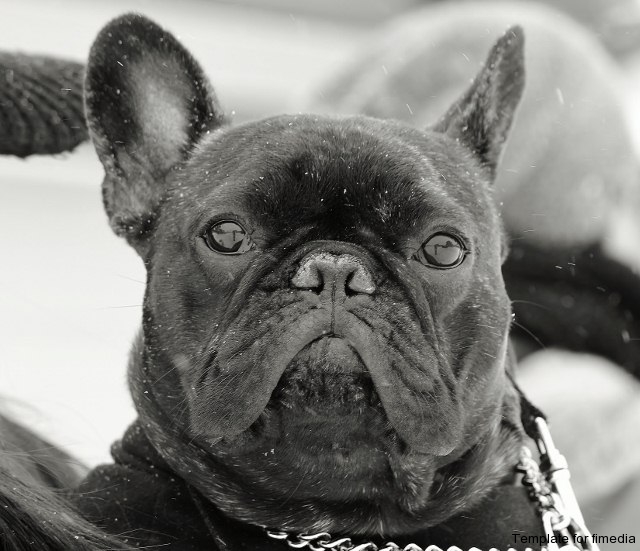 Cooper