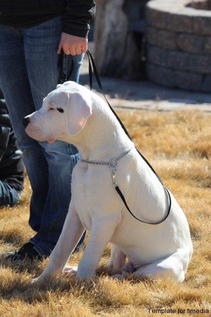 Bo (Dogo)