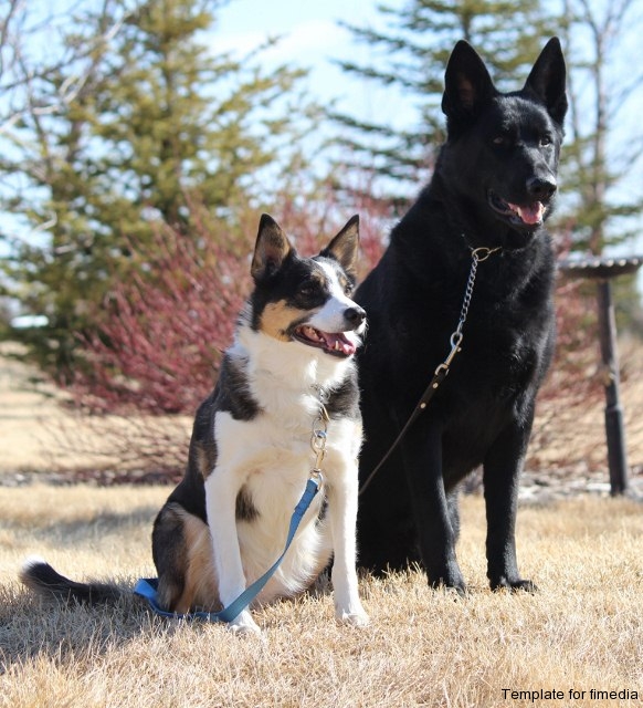 Sam & Bandit