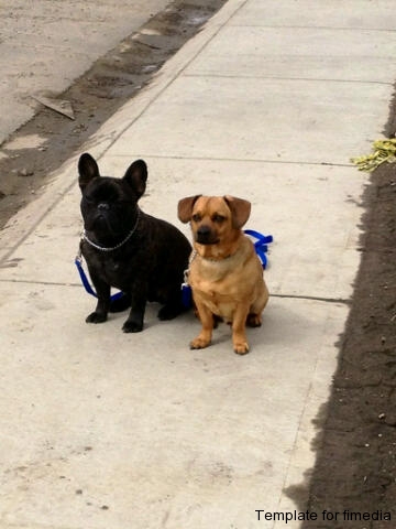 Cody & Cooper
