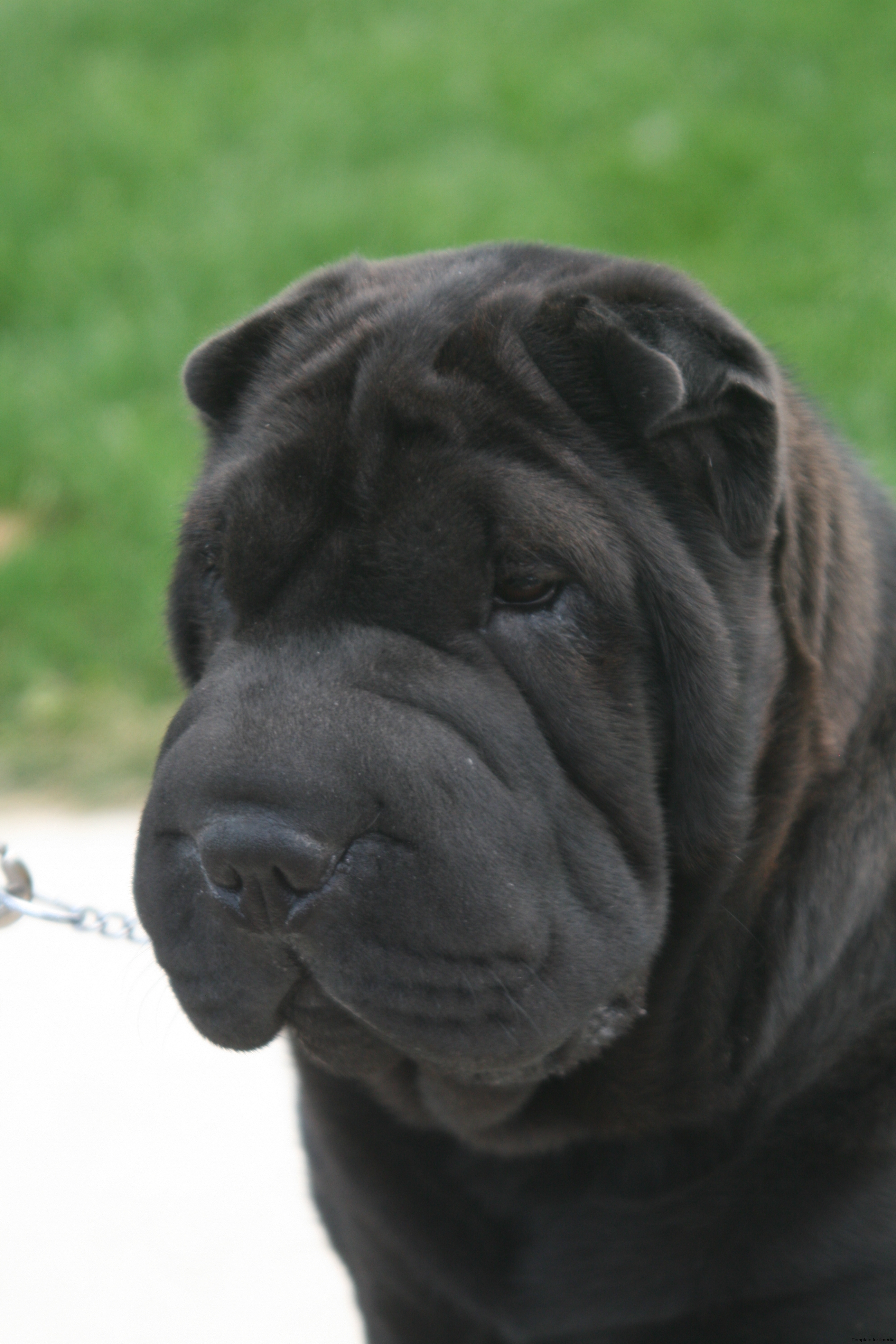 Sharp Shar Pei