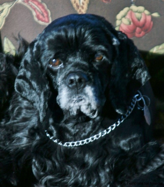Princess Millie